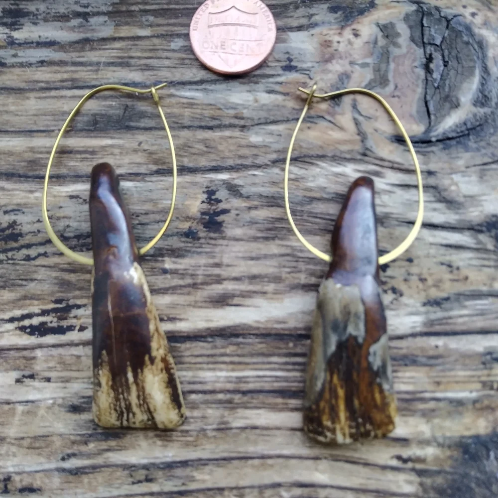 Authentic American Buffalo Teeth on Brass Hoops - Picture 4 of 7